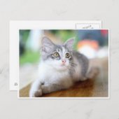 Niedlich Little Gray und White Kitten Postkarte (Vorne/Hinten)