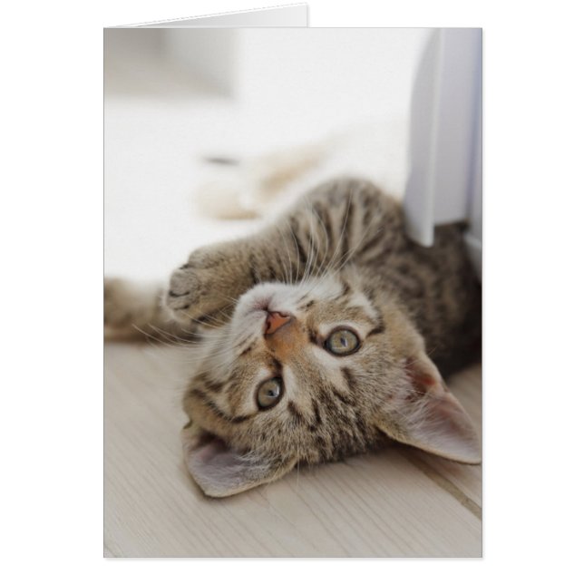 Niedlich Little Kitten (Vorne)
