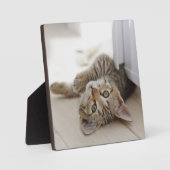 Niedlich Little Kitten Fotoplatte (Vorderseite)