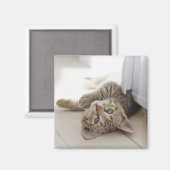 Niedlich Little Kitten Magnet (Vorderseite/Rückseite)