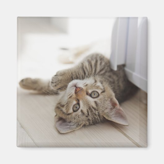 Niedlich Little Kitten Magnet (Vorne)
