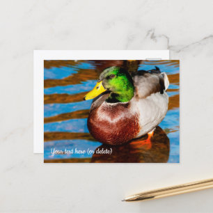 Niedlich Little Mallard Duck Postcard Postkarte