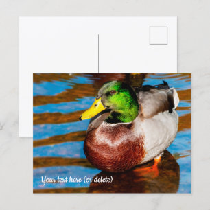 Niedlich Little Mallard Duck Postcard Postkarte