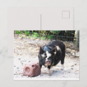 Niedlich Little Piggy - Farm Life Postkarte (Vorne/Hinten)
