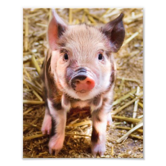 Niedlich Little Piglet Poster (Vorne)