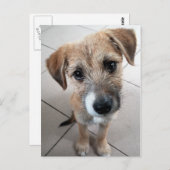 Niedlich Little Sad Dog Postkarte (Vorne/Hinten)
