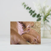 Niedlich Little Tamworth Piglet - Pig Fotografie Postkarte (Stehend Vorderseite)