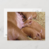 Niedlich Little Tamworth Piglet - Pig Fotografie Postkarte (Vorne/Hinten)