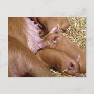 Niedlich Little Tamworth Piglet - Pig Fotografie Postkarte