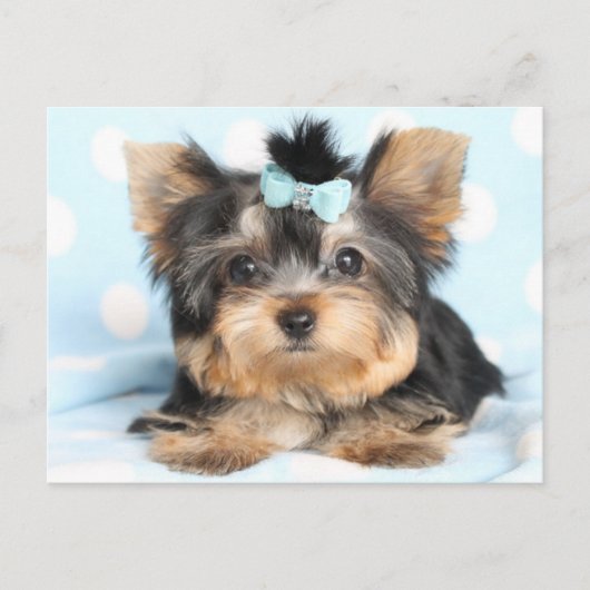 Niedlich Little Tiny Yorkie Pup Design Postkarte (Vorderseite)