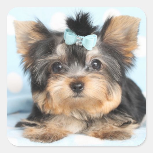 Niedlich Little Tiny Yorkie Pup Design Quadratischer Aufkleber (Vorderseite)
