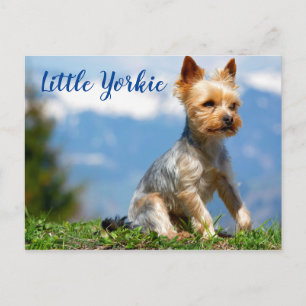 Niedlich Little Yorkie Terrier Postkarte