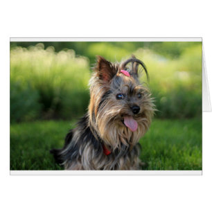 Niedlich Little Yorkshire Terrier Dog