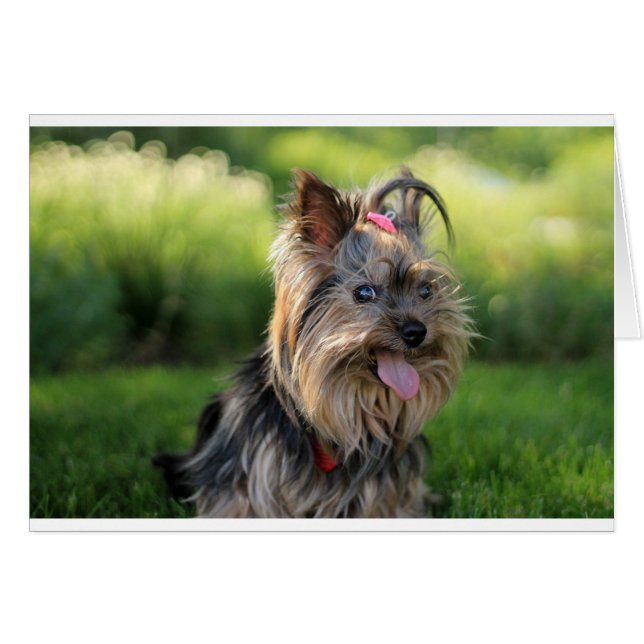 Niedlich Little Yorkshire Terrier Dog (Vorderseite (Horizontal))