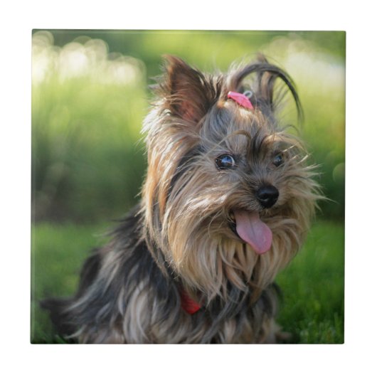 Niedlich Little Yorkshire Terrier Dog Fliese (Vorderseite)
