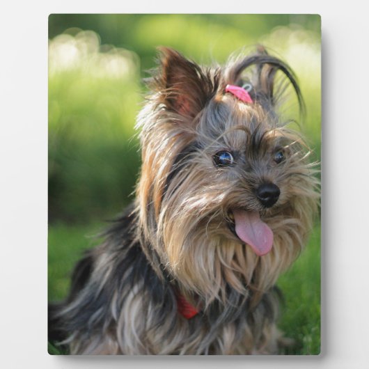 Niedlich Little Yorkshire Terrier Dog Fotoplatte (Vorderseite)