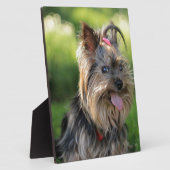 Niedlich Little Yorkshire Terrier Dog Fotoplatte (Seite)