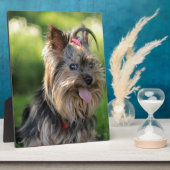 Niedlich Little Yorkshire Terrier Dog Fotoplatte (Seite)