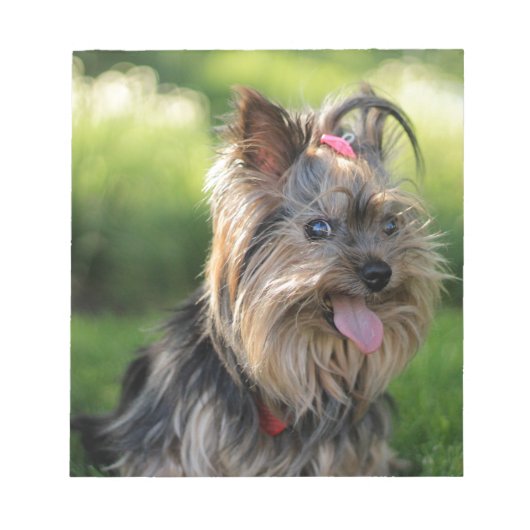 Niedlich Little Yorkshire Terrier Dog Notizblock (Vorderseite)