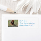 Niedlich Long Haired Daschund (Insitu)