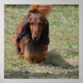 Niedlich Long Haired Daschund Poster (Vorne)