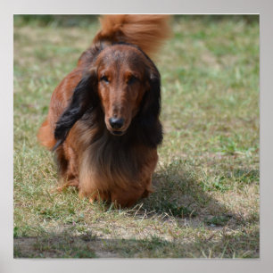 Niedlich Long Haired Daschund Poster