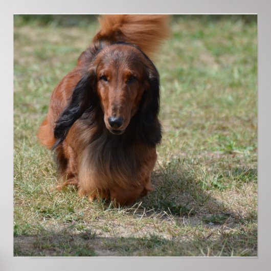 Niedlich Long Haired Daschund Poster (Vorne)