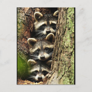 niedlich_lustig_animal_41 Drei Raccons Baumstamm Postkarte