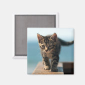 niedlich_lustig_tiere_23 KITTEN CAT ADORABLE BABY Magnet (Vorderseite/Rückseite)