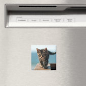niedlich_lustig_tiere_23 KITTEN CAT ADORABLE BABY Magnet (In Situ (Geschirrspüler))