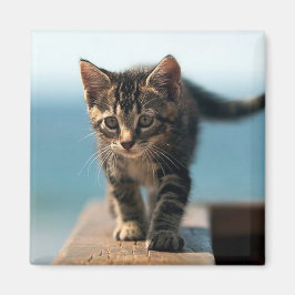 niedlich_lustig_tiere_23 KITTEN CAT ADORABLE BABY Magnet