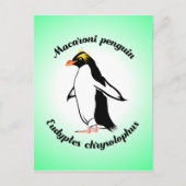 Niedlich Macaroni Penguin Postkarte (Vorderseite)