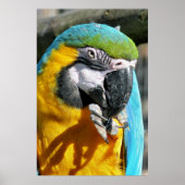 NIEDLICH MACAW POSTER (Vorne)
