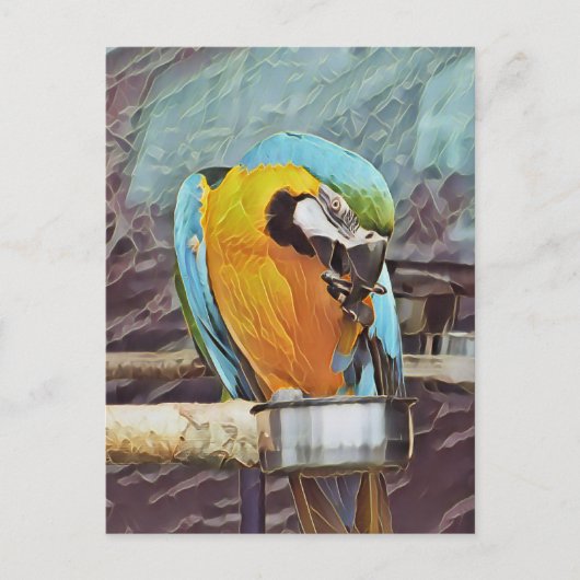 NIEDLICH MACAW POSTKARTE (Vorderseite)