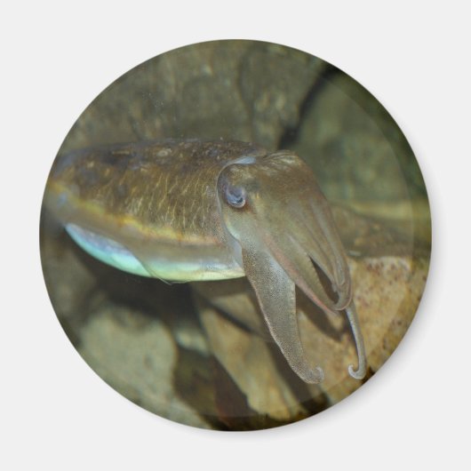 Niedlich Magnet (Vorne)