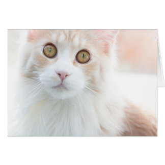 Niedlich Maine Coon Kitten