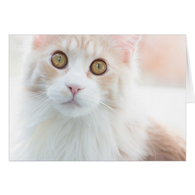 Niedlich Maine Coon Kitten (Vorderseite (Horizontal))