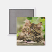 Niedlich Maine Coon Kitten Magnet (Vorderseite/Rückseite)