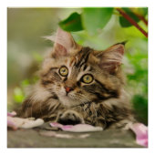 Niedlich Maine Coon Kitten Poster (Vorderseite)