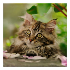 Niedlich Maine Coon Kitten Poster