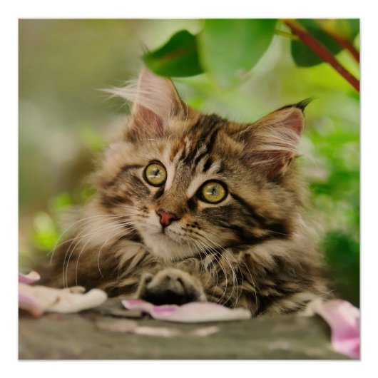 Niedlich Maine Coon Kitten Poster (Vorderseite)