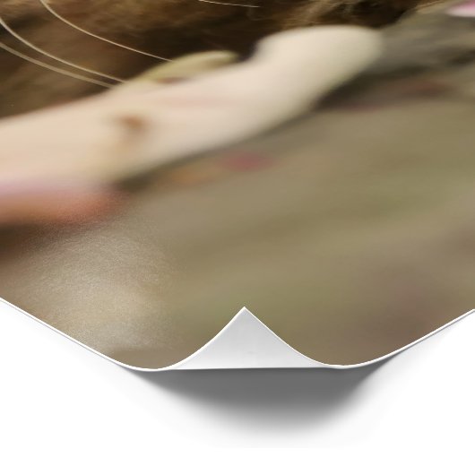 Niedlich Maine Coon Kitten Poster (Ecke)