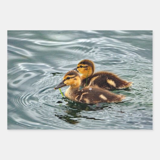 Niedlich Mallard Ducklings Foto Geschenkpapier Set (Vorderseite 2)