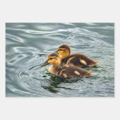 Niedlich Mallard Ducklings Foto Geschenkpapier Set (Vorderseite 3)