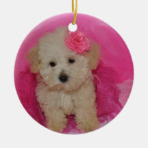 Niedlich Maltipoo Puppy