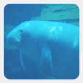 Niedlich Manatee Quadratischer Aufkleber (Vorderseite)