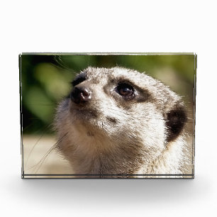 NIEDLICH MEERKAT FOTOBLOCK