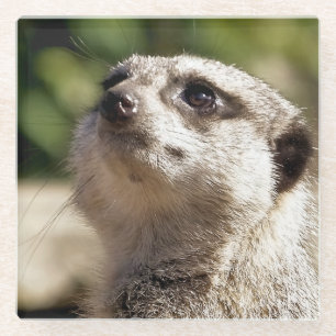 NIEDLICH MEERKAT GLASUNTERSETZER