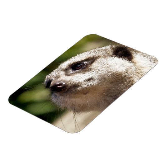 NIEDLICH MEERKAT MAGNET (Linke Seite)