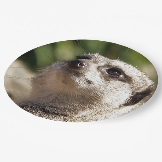 NIEDLICH MEERKAT PAPPTELLER (Schrägansicht)